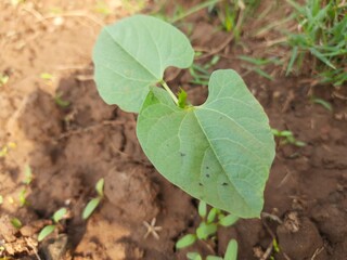 Lablab purpureus is a species of bean in the family Fabaceae. Its others names include lablab bean bonavist bean, pea, dolichos bean, seim, lablab, Egyptian kidney, Indian bean. Hyacinth plant.