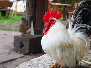 Bantam that is walking for dinner
