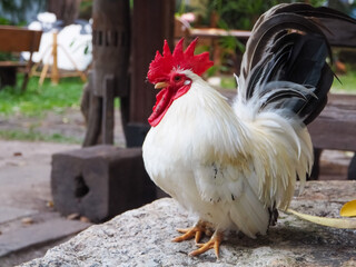 Bantam that is walking for dinner