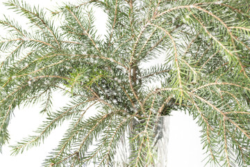 Spruce branches on a white background. With snow falling.