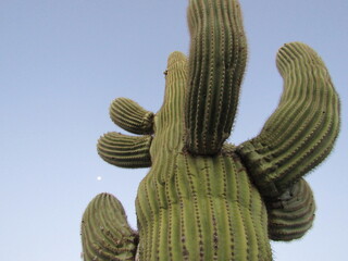 saguaro cactus in state