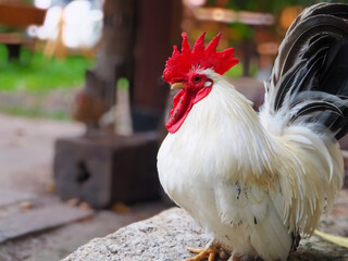 Bantam that is walking for dinner