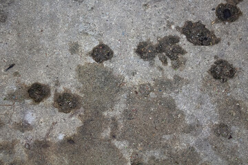 Traces of cat's paws on the concrete surface on the street 