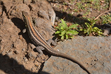 Lagarto canario