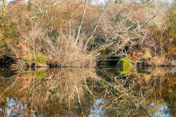 beau paysage d'automne reflété dans l'eau