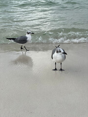 seagull on the beach