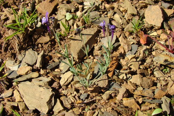 Wildflower (Linaria amethystea)