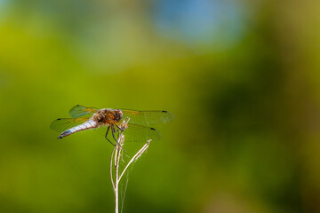 Dragonfly with green and blue background