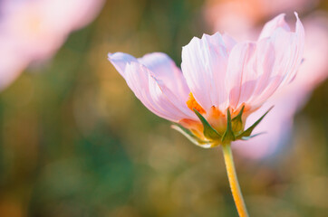 Beautiful cosmos flowers are blooming in the garden with vintage tones for background