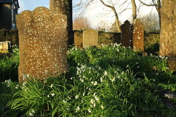 Graveyard in rural Ireland in wintertime featuring snowdrops growing on grave with old headstone