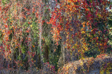 Couleurs d'automne dans la forêt