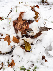 snowball made from the first snow with fallen leaves close up in city park on cold autumn day