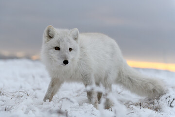 Obraz na płótnie Canvas Arctic fox in winter time in Siberian tundra close up.