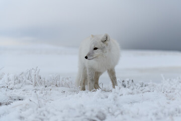 Obraz premium Arctic fox in winter time in Siberian tundra