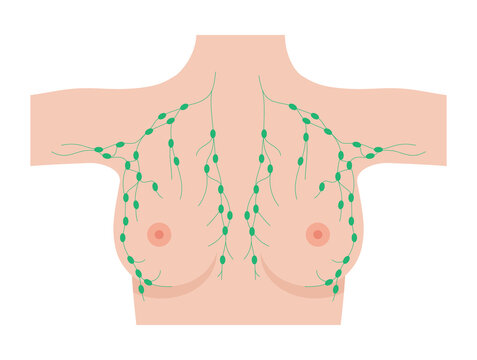 breast anatomy with green lymph nodes clip art preview