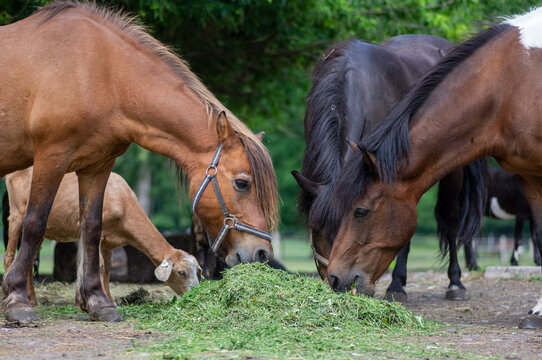 Hucul pony horses eating fresh green grass on the heap with other farm animals, beautiful three black and brown hairy animals