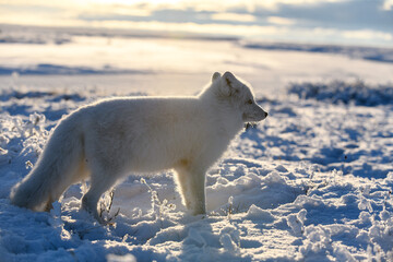 Fototapeta na wymiar Arctic fox in winter time in Siberian tundra