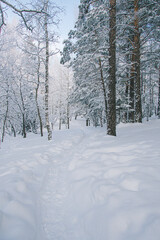 Path in forest among snow trees in winter forest