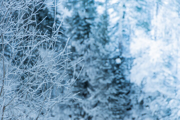 Snow trees on hillside. Fairy forest with frost on branches of pine trees. Winter dark and misty forest on the hillside