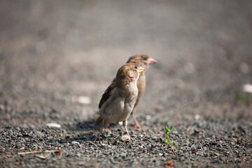 Two grey brown sparrows on gravel