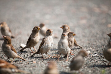 A flock of gray brown sparrows on gravel