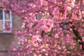 Blossoming beautiful pink flowers of sakura (japanese cherry) at springtime against a house background, early spring in the city