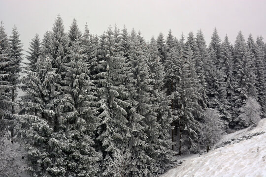 The Forest Whitened By Heavy Snow