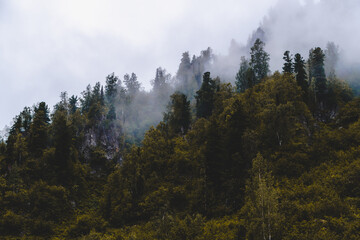 Foggy morning in woods. Treetops are covered with clouds in rainy weather. Pine trees on hillside on rainy day in fog.