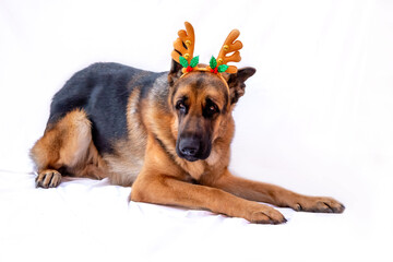 An adult German shepherd in a Christmas costume with deer antlers. Dog celebrates the new year. Greeting card. The animal is lying on a white isolated background. Space for text. Copy space