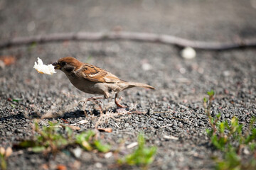 A small house sparrow found food