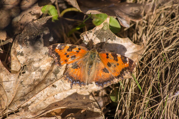 Big butterfly