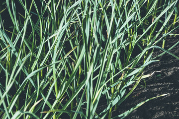 Green garlic leaves on the garden bed. Fragrant garlic in the garden. Growing vegetables