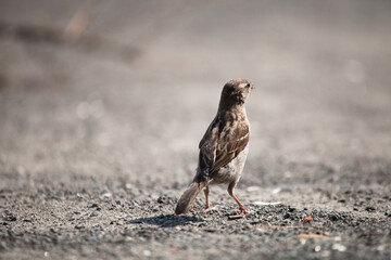 A little house sparrow with its back to us