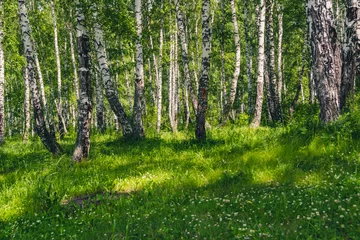 Fotobehang Birch grove with green lawn on sunny summer day. Birch forest with white tree trunks © Koirill
