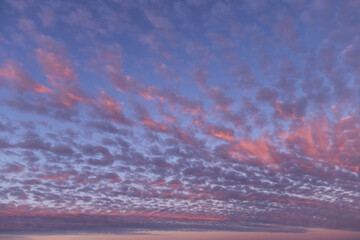 Fototapeta premium Dramatic beautiful sunrise, sunset pink violet blue sky with many little small clouds background texture
