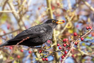 blackbird on a branch, blackbird eating berries, Eurasian blackbird, Turdus merula