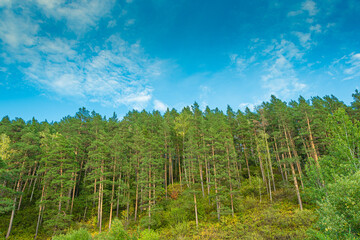 Fototapeta na wymiar Green pine forest on hillside on summer day.