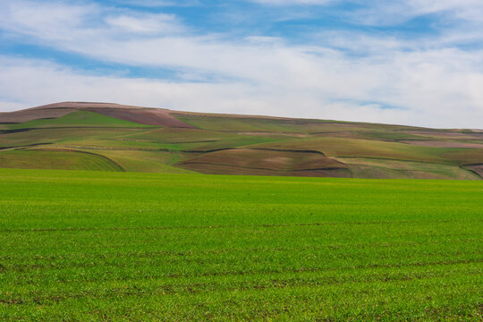 Green wheat field, Wheat field and countryside scenery, In the background is a hill, clouds and a blue sky, Spring semester in the state of Mila, Algeria