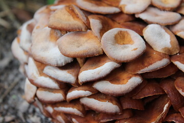 A cluster of mature armillaria tabescens, commonly called ringless honey mushrooms. Ringless honey mushrooms are a type of wild edible mushroom found in North America.