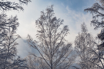 Cold weather in winter forest. Branches of trees are covered with snow and frost.