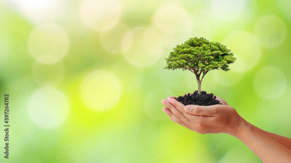 Wall mural hand holding a tree on blurred green nature background, planting ideas and earth day.