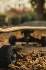 skateboard in a park in autumn