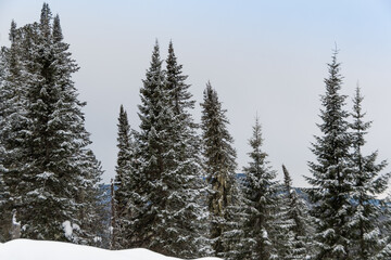 Snowy coniferous forest on hillside. Trees are covered with snow and frost on winter day.
