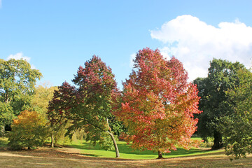 Naklejka premium Autumn tree in a park