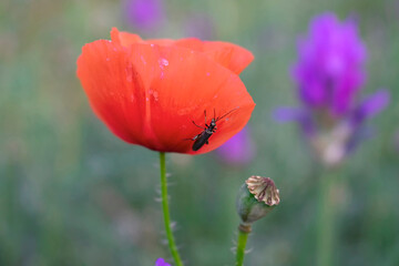 Poppy and insect