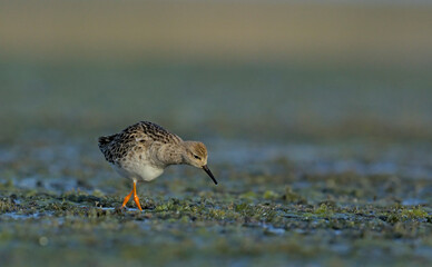 Ruff (Philomachus pugnax), Crete, Greece