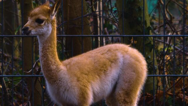 Close up of young vicuna looking around with grown ups in the back.