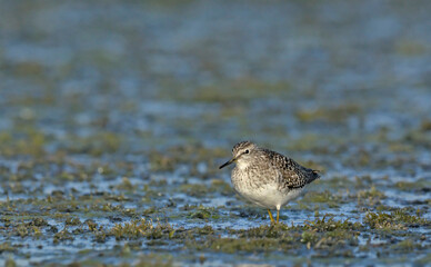 Wood Sandpiper - Tringa glareola, Crete 
