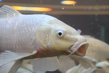 Emperor koi fish color silver