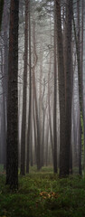 Fototapeta premium Beautiful autumnal forest with orange leaves and fog in fall